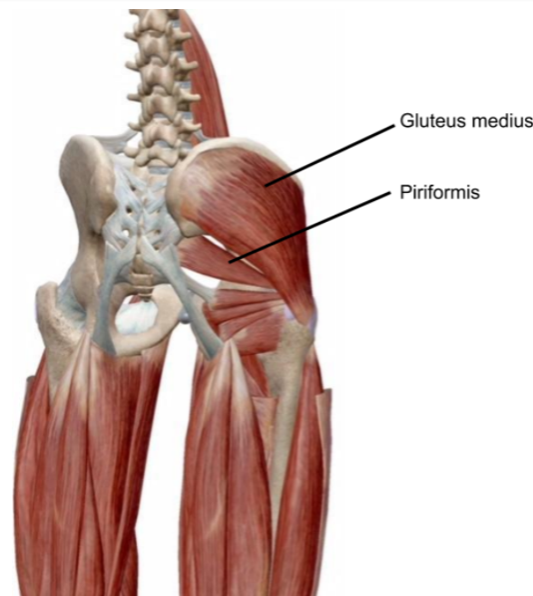 Why goalies are prone to develop hip injuries and what YOU can do to ...