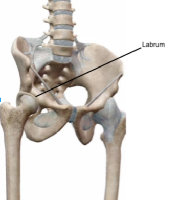 labrum - Midwest Goalie School LLC.